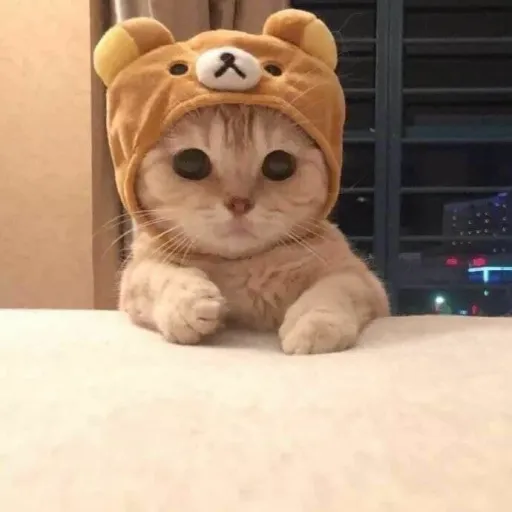 CatPvP logo